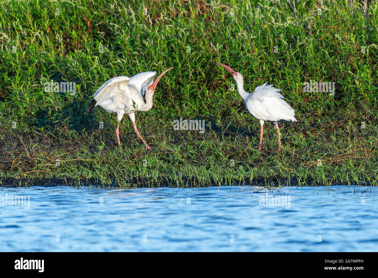 Two ibis having a disagreement on the shore Stock Photo