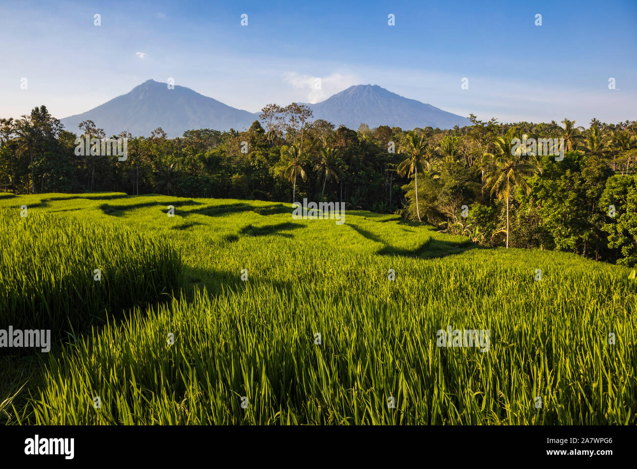 Rice terraces or rice paddies in front of volcanoes in Eastern Java, Java Timur, Java, Indonesia, Southeast Asia, Asia Stock Photo