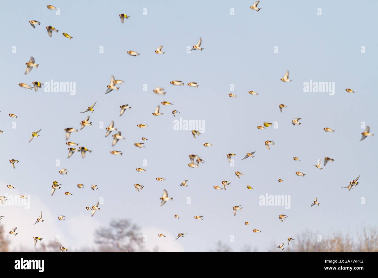 flock of beautiful birds flies through the sky Stock Photo