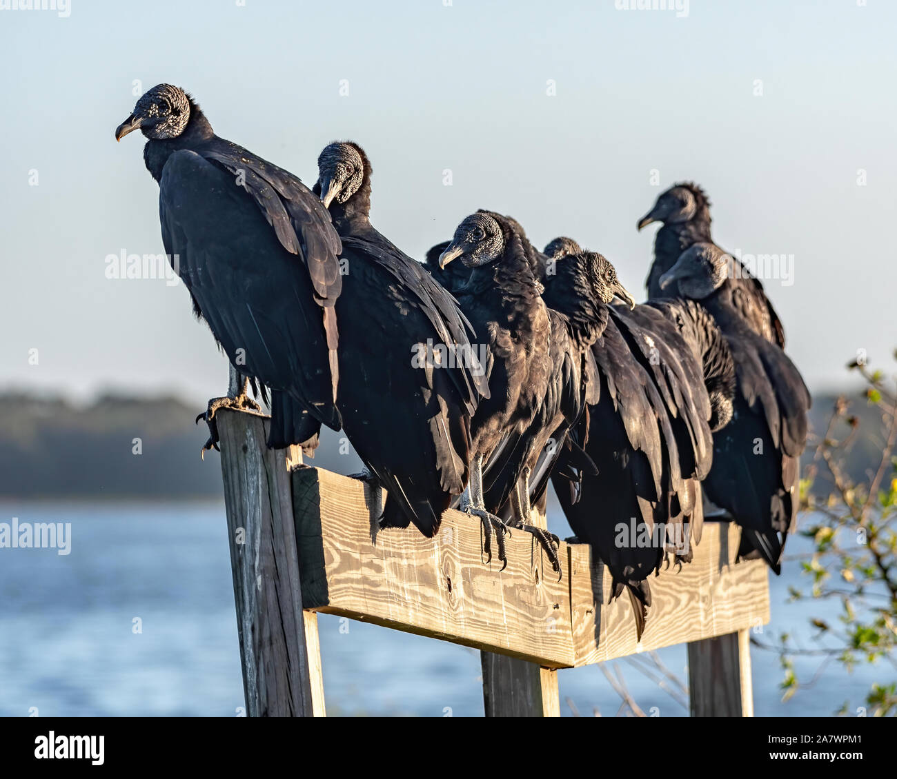 Black vultures perched on a fence Stock Photo