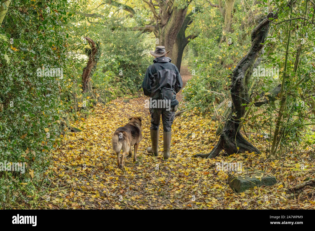 A man walks his cross breed dog over fallen leaves in Ladderbanks Lane, Baildon, Yorkshire. Stock Photo