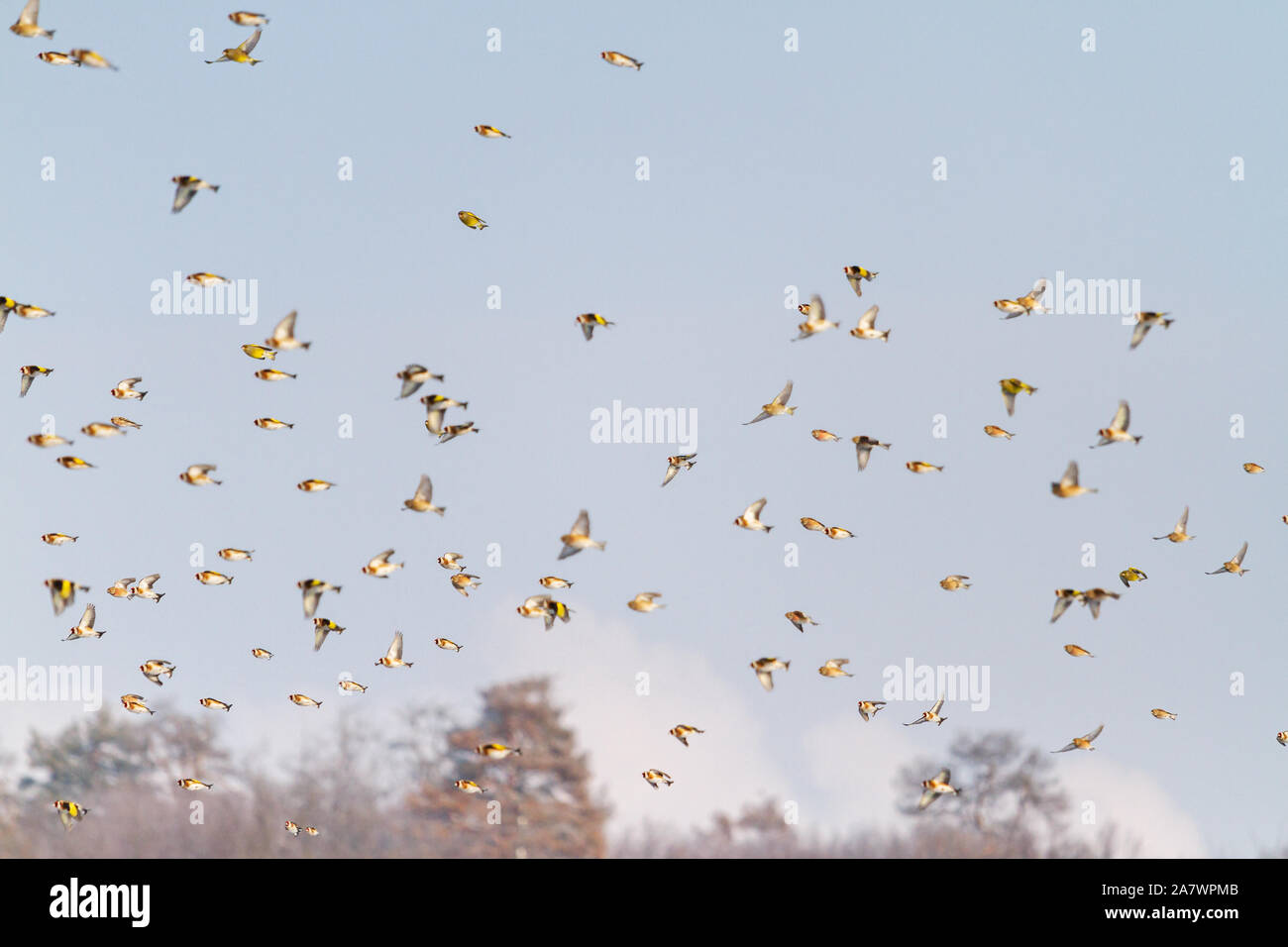 flock of beautiful songbirds flies through the sky Stock Photo