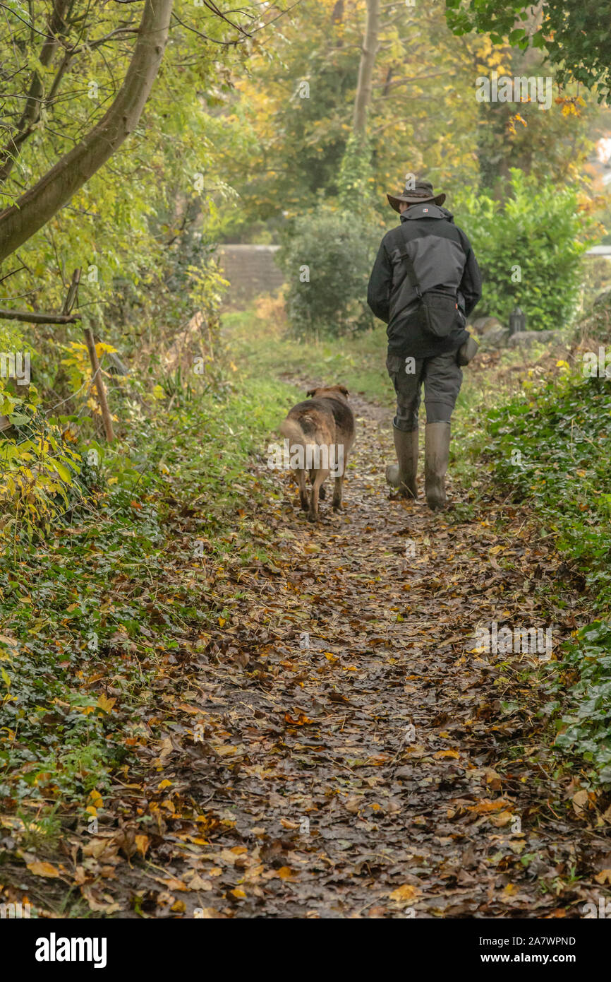 A man walks his cross breed dog over fallen leaves in Ladderbanks Lane, Baildon, Yorkshire. Stock Photo