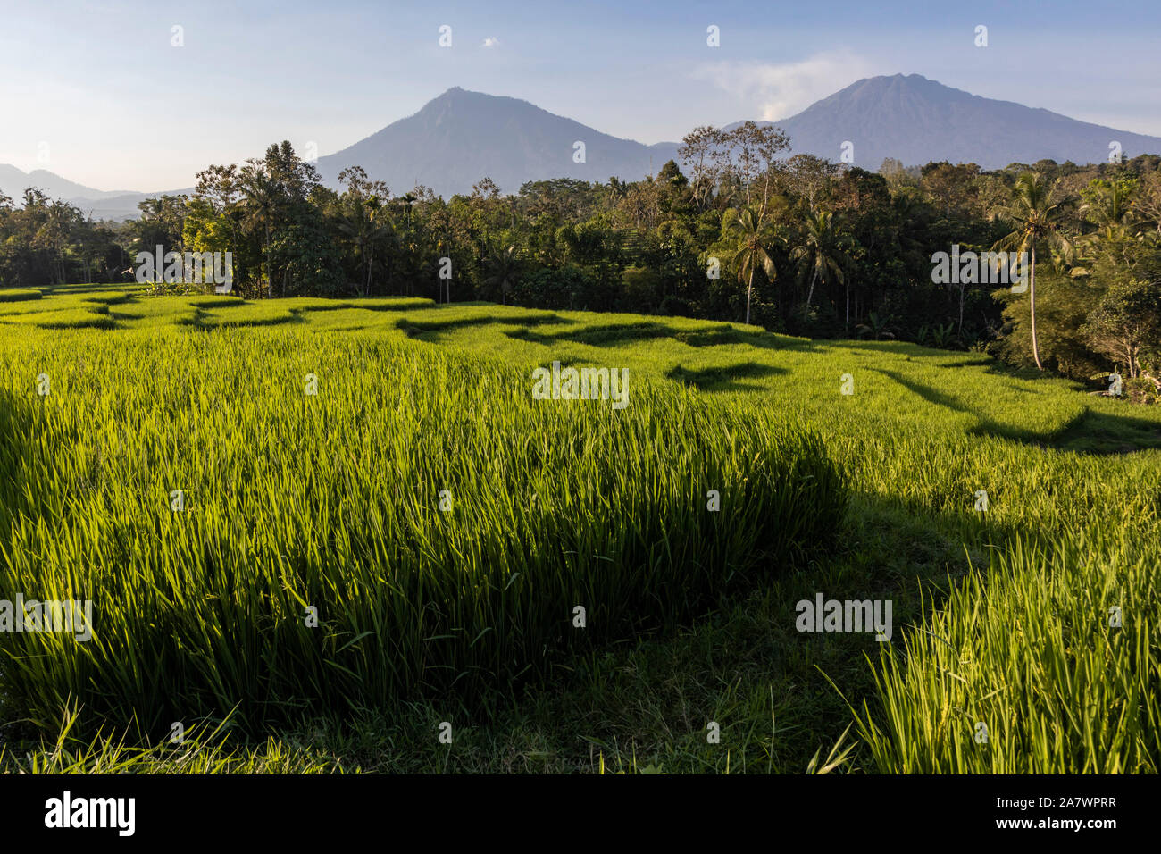 Rice terraces or rice paddies in front of volcanoes in Eastern Java, Java Timur, Java, Indonesia, Southeast Asia, Asia Stock Photo