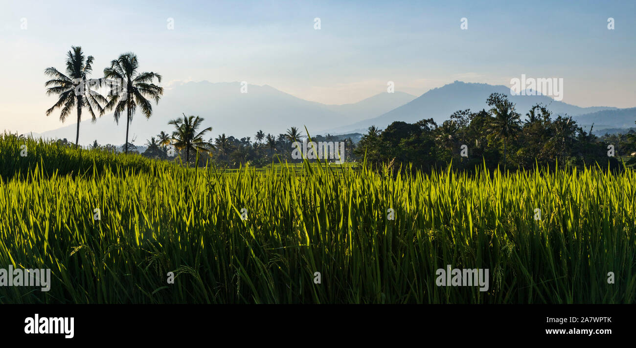 Panoramic view of rice terraces or rice paddies with coconut palm trees and volcanoes in East Java, Java Timur, Java, Indonesia, Southeast Asia, Asia Stock Photo