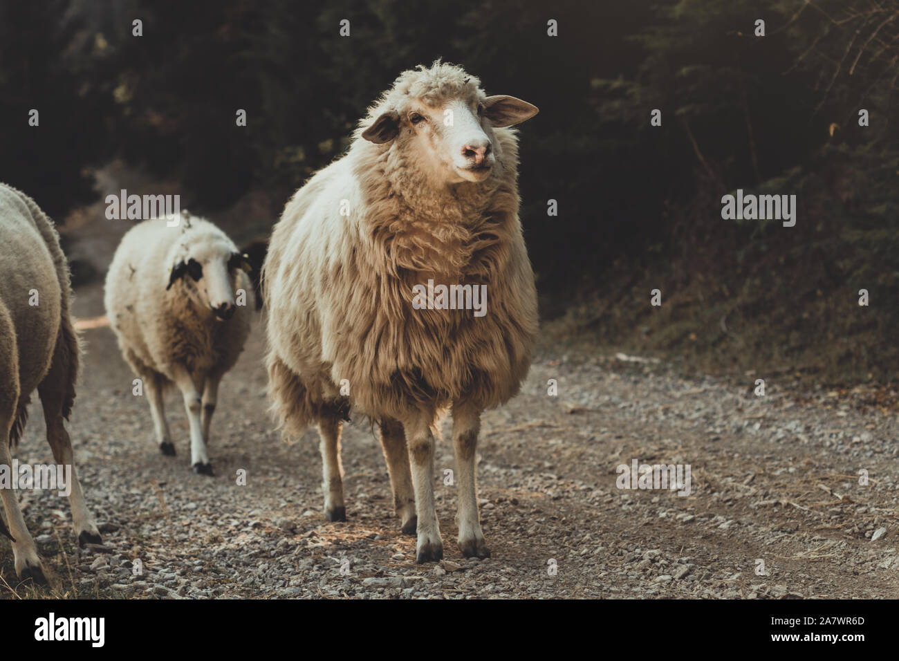 curious shaggy sheep walking on gravel path Stock Photo