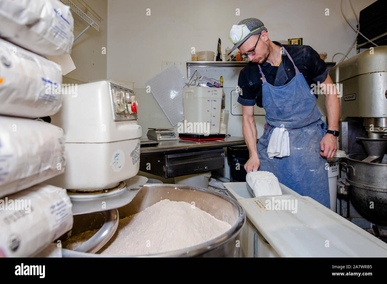 A professional baker scoops bread flour out of a large plastic bin