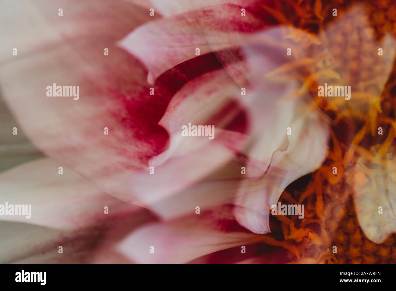 Close-up abstract view of pink and white dahlia flower Stock Photo