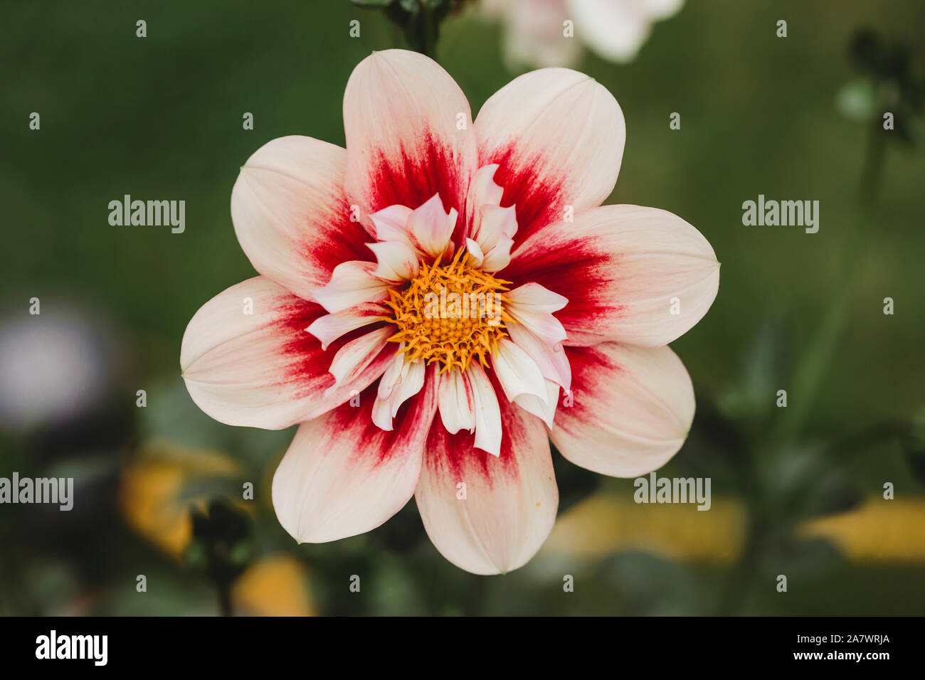 Close up view of pink and white dahlia flower Stock Photo - Alamy