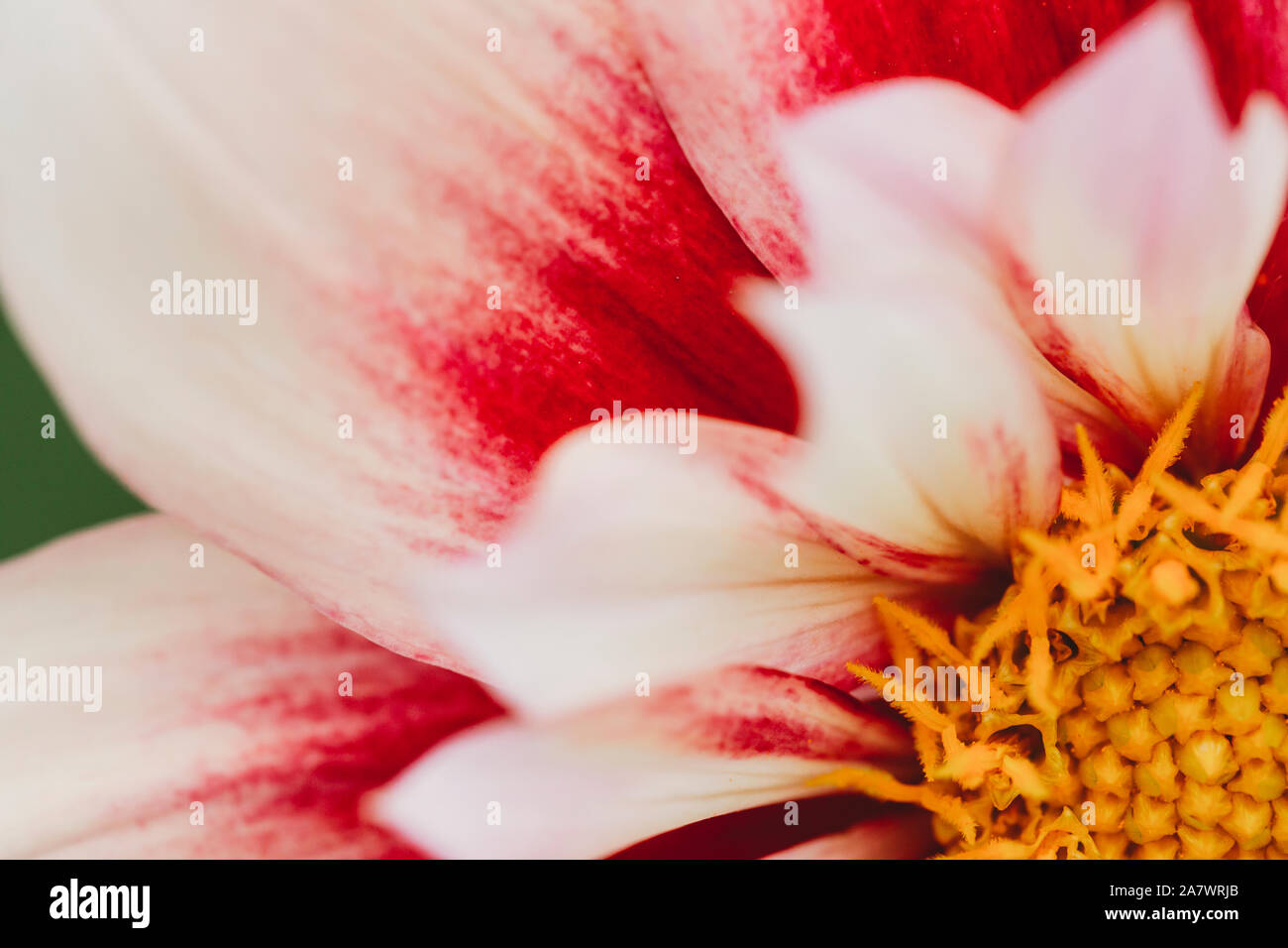 Close-up view of pink and white dahlia flower Stock Photo