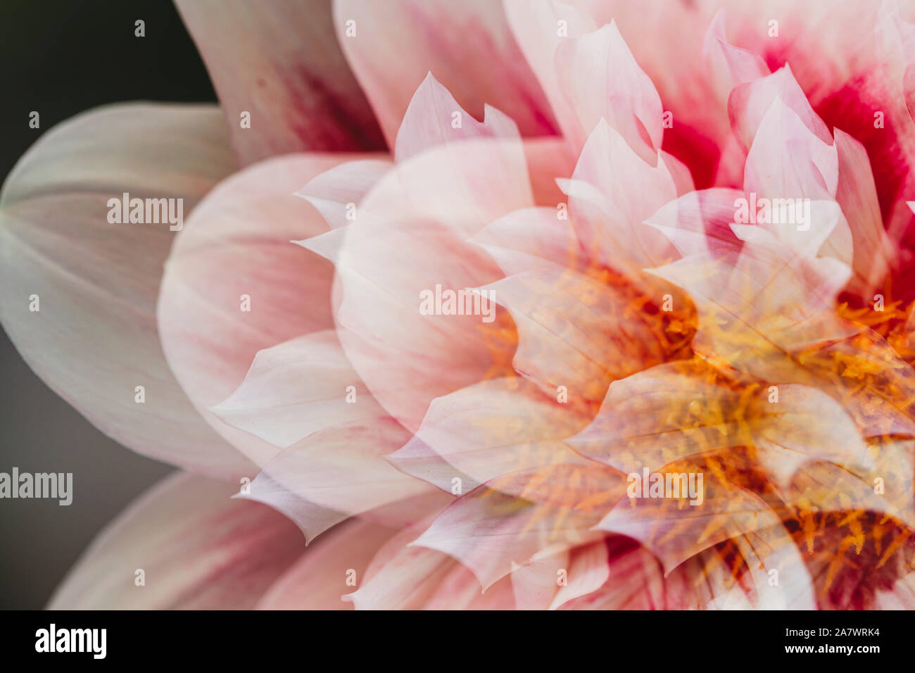 Close-up abstract view of pink and white dahlia flower Stock Photo - Alamy