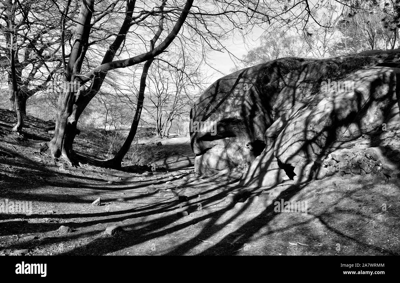 Tree shadows falling across a dirt trail in Autumn Stock Photo