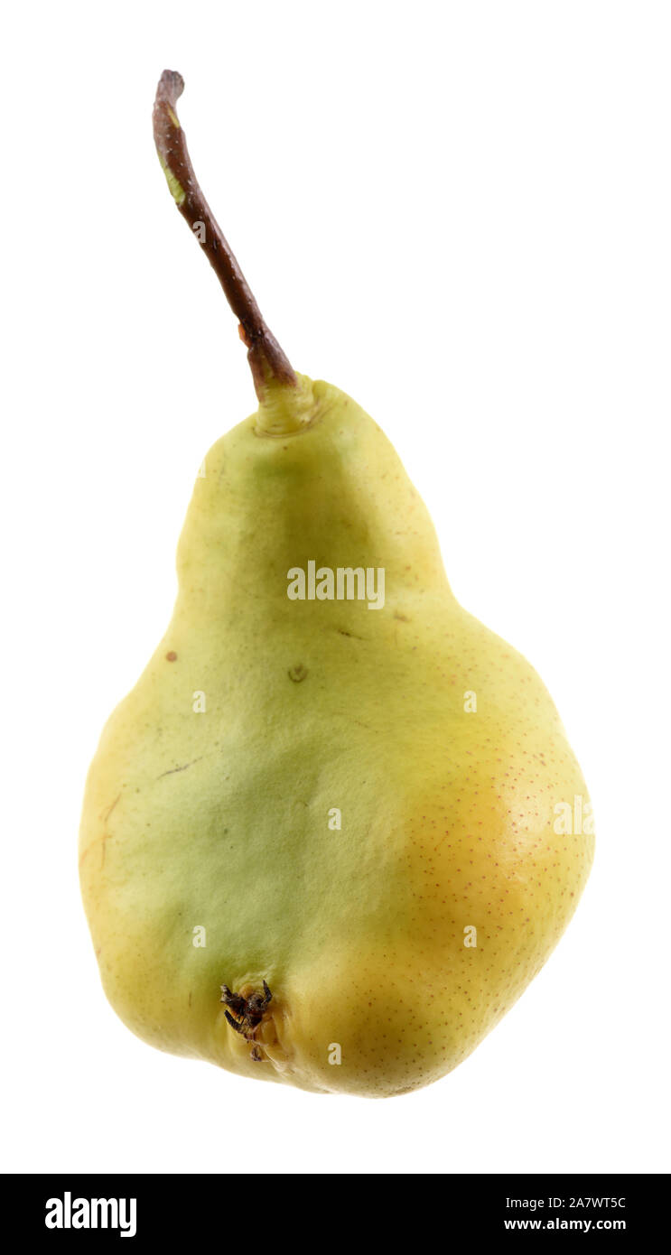 Ugly fruits concept. Ripe organic green pear isolated on white background closeup Stock Photo