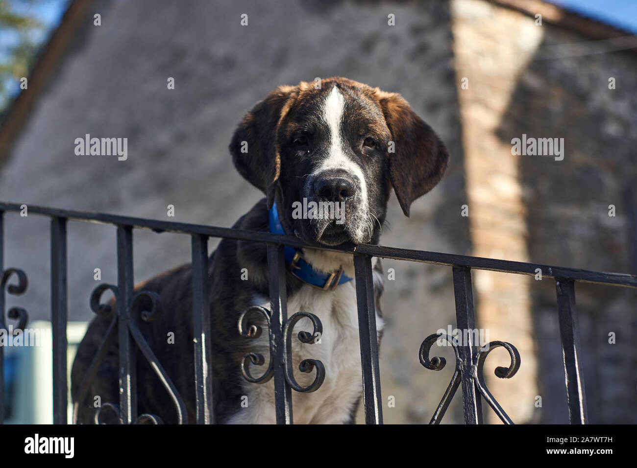 saint bernard dog collars