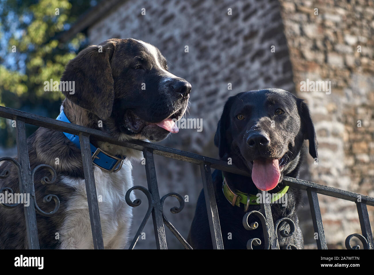 Two dogs looking over old gray metal fence with gree and blue collar