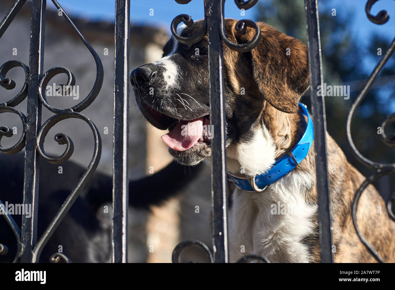 Close-up of Young St Bernard with blue dog collar in old metal fence Stock Photo