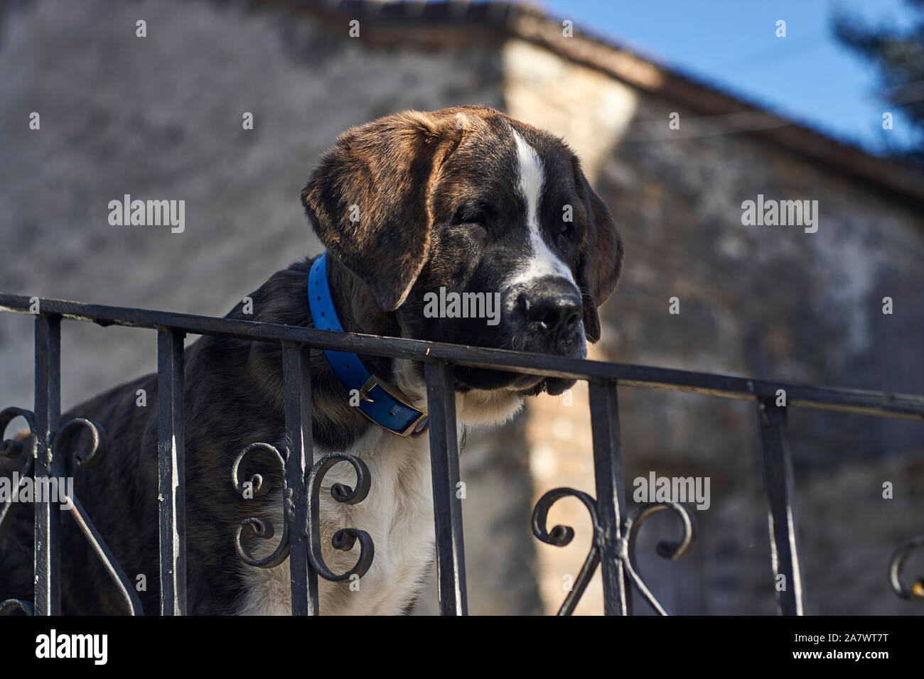 saint bernard dog collars