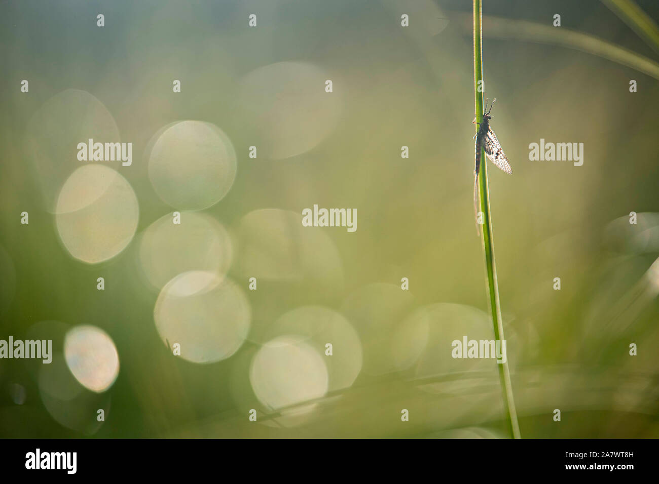 Green drake mayfly hi-res stock photography and images - Alamy