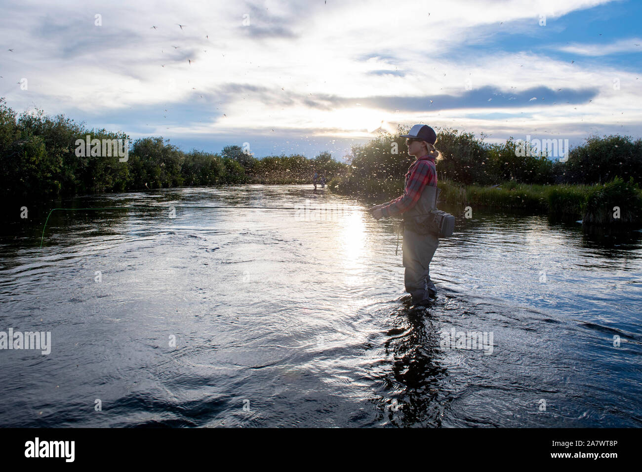 A woman fishing during the brown drake hatch, Silver Creek River Idaho Stock Photo