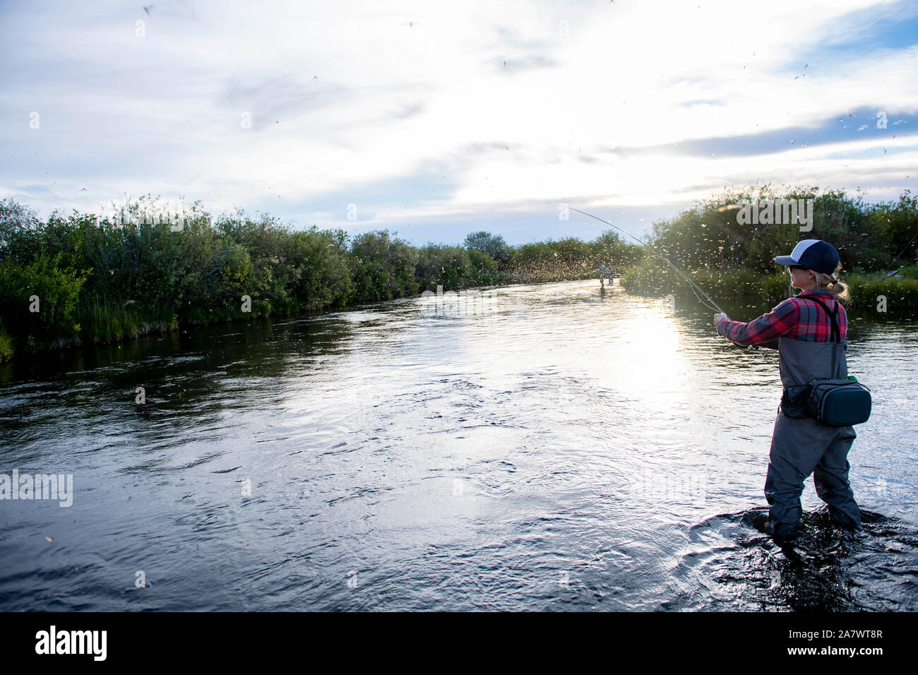 A woman fishing during the brown drake hatch, Silver Creek River Idaho Stock Photo