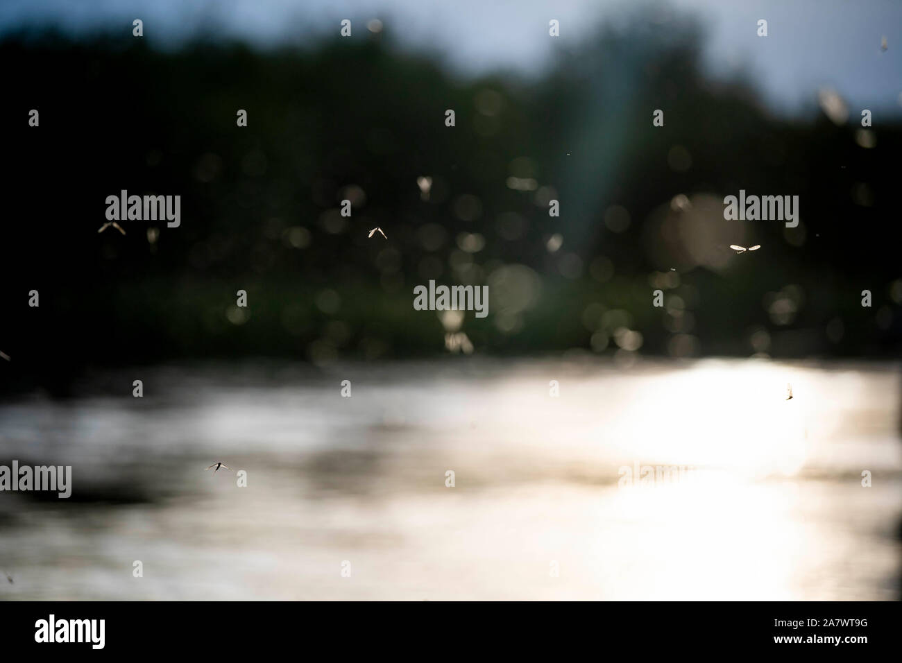 Brown Drakes flying during a sunset hatch on the Silver Creek River. Stock Photo