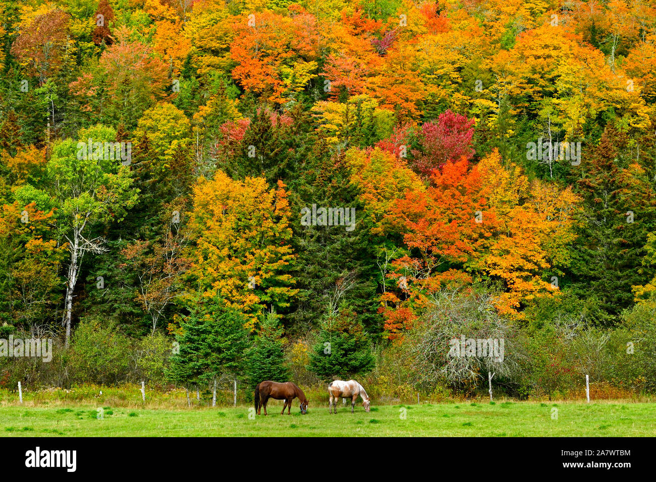 Two domestic horses foraging in a meadow under the backdrop of stunning autumn colored leaves in rural Sussex New Brunswick Canada. Stock Photo