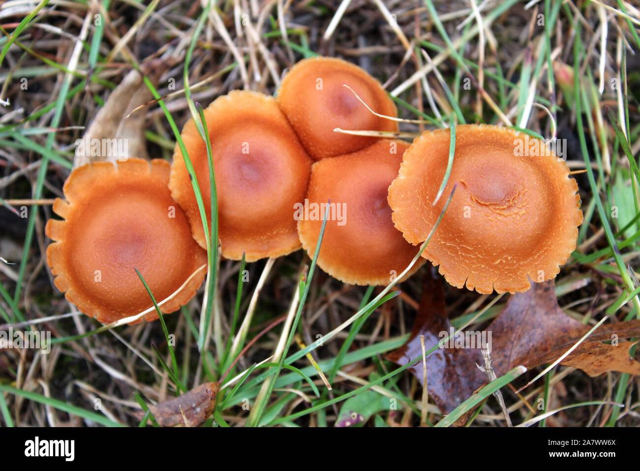 Autumn Galerina Mushrooms Pop Up In The Grass Stock Photo