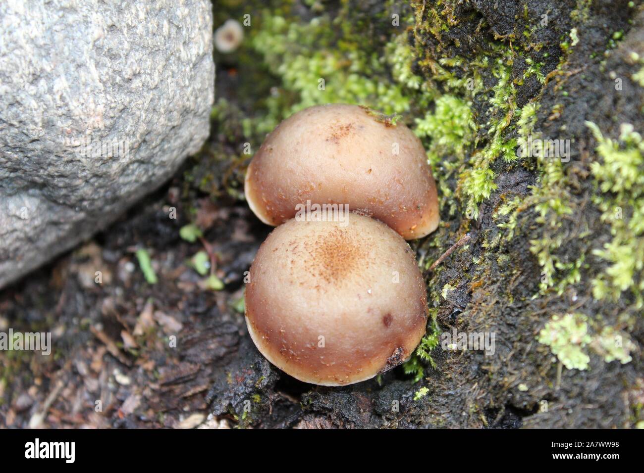 Two Domed Mushrooms Grow Between A Mossy Stump And A Rock Stock Photo