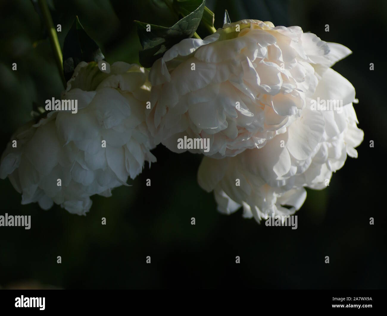 Peony Corinne Wersan.  Double white peony flower. Paeonia lactiflora (Chinese peony or common garden peony). Stock Photo