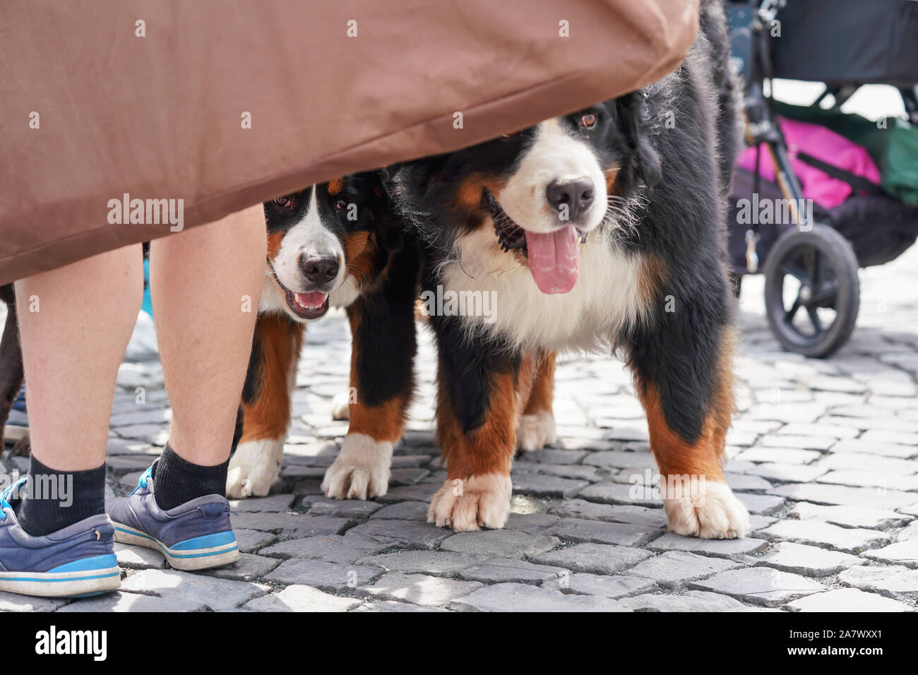 Two Bernese Mountain Dogs standing on cobblestone sidewalk, heads hidden behind piece of cloth, owner legs near Stock Photo
