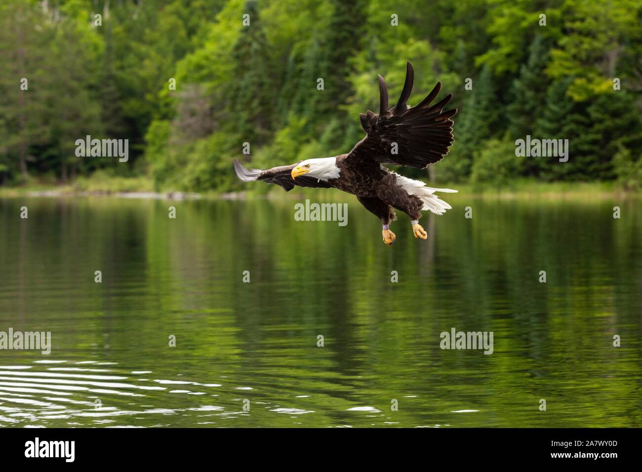 An American Bald Eagle swoops above the water to catch a fish in Trout