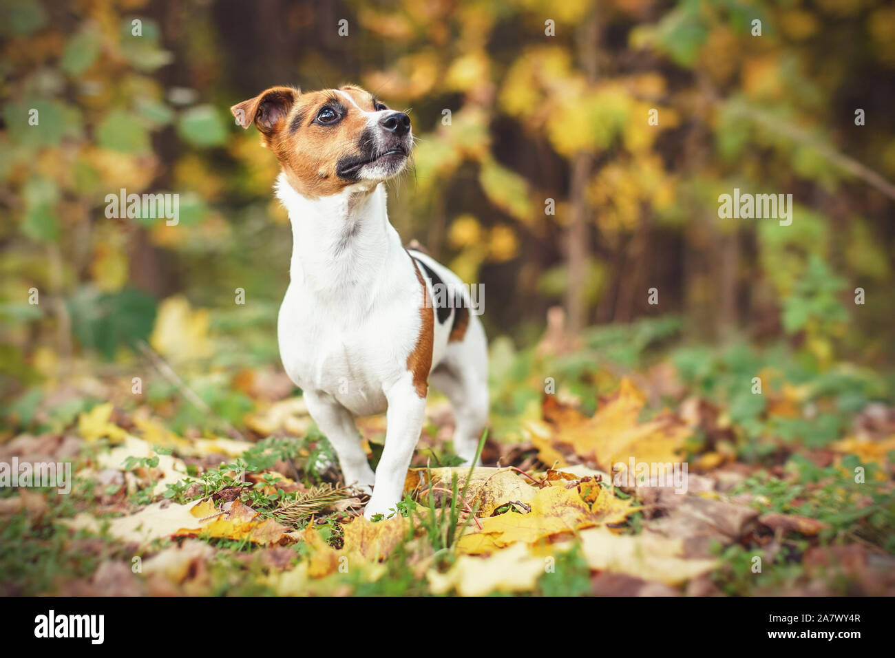 Small Jack Russell terrier walking on leaves in autumn, yellow and orange  blurred trees background Stock Photo - Alamy