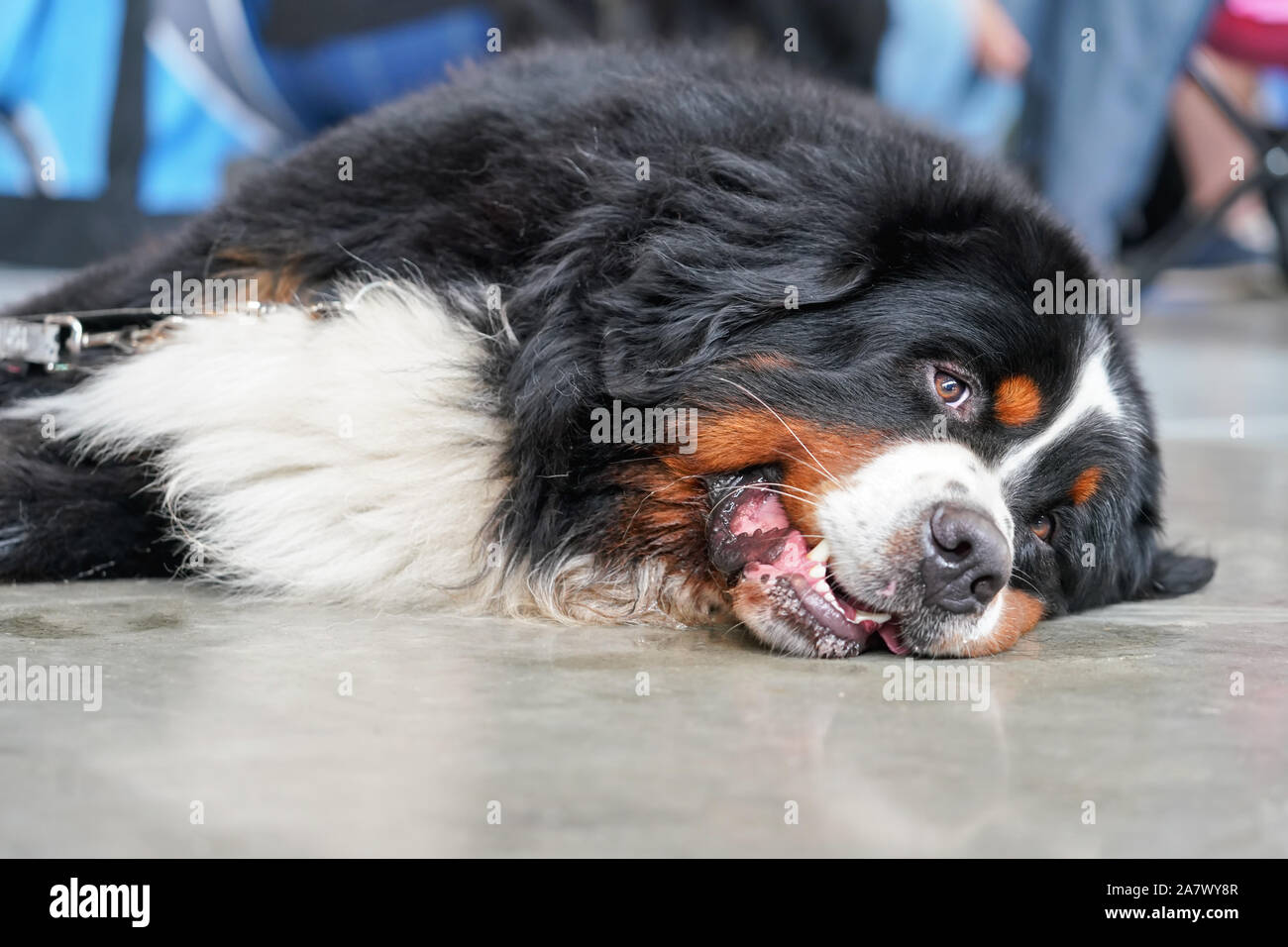 Bernese Mountain Dog lying on stone floor indoors, looking bored tired Stock Photo