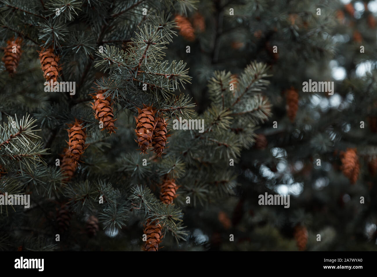 Cones on the branches of a large spruce. Beautiful Pine tree swaying in