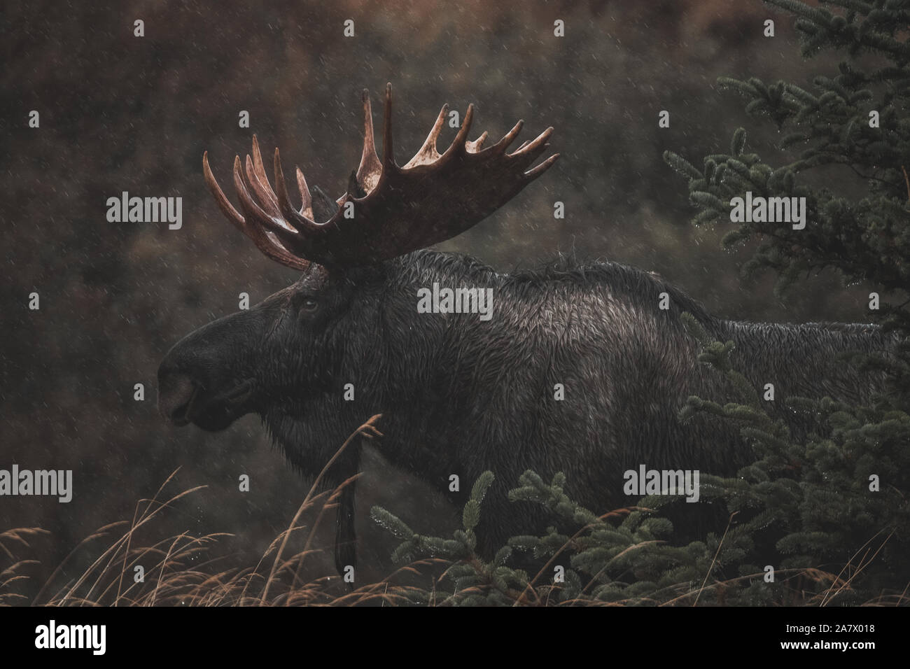 Alaskan bull moose (alces alces gigas) in Yukon Territory, Canada Stock Photo