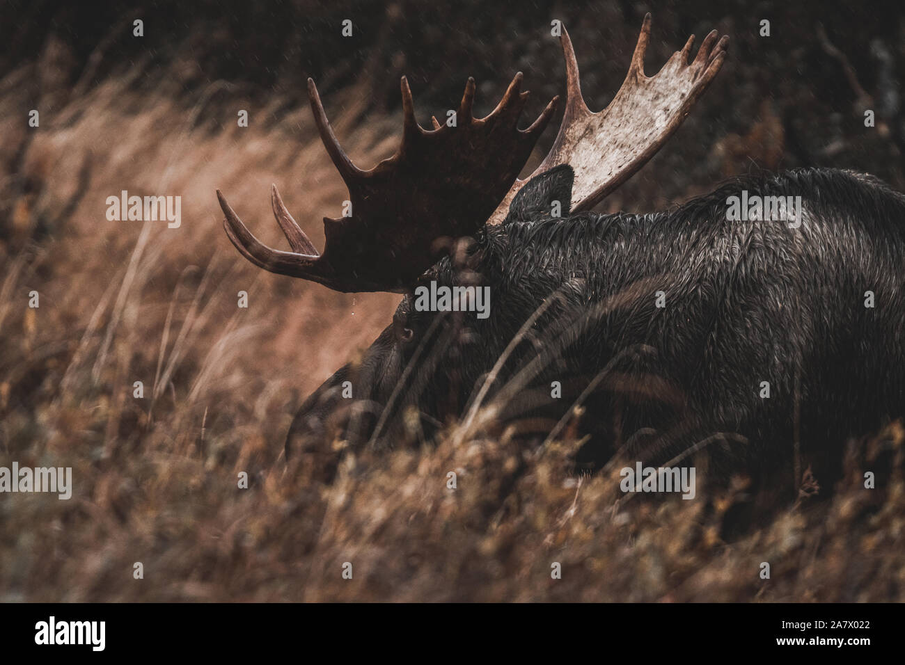 Alaskan bull moose (alces alces gigas) in Yukon Territory, Canada Stock Photo