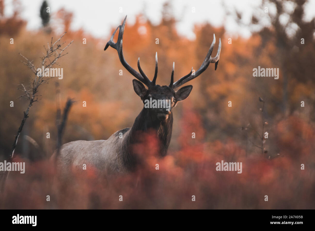 Elk bull (cervus canadensis) in fall, Yukon Territory, Canada Stock Photo