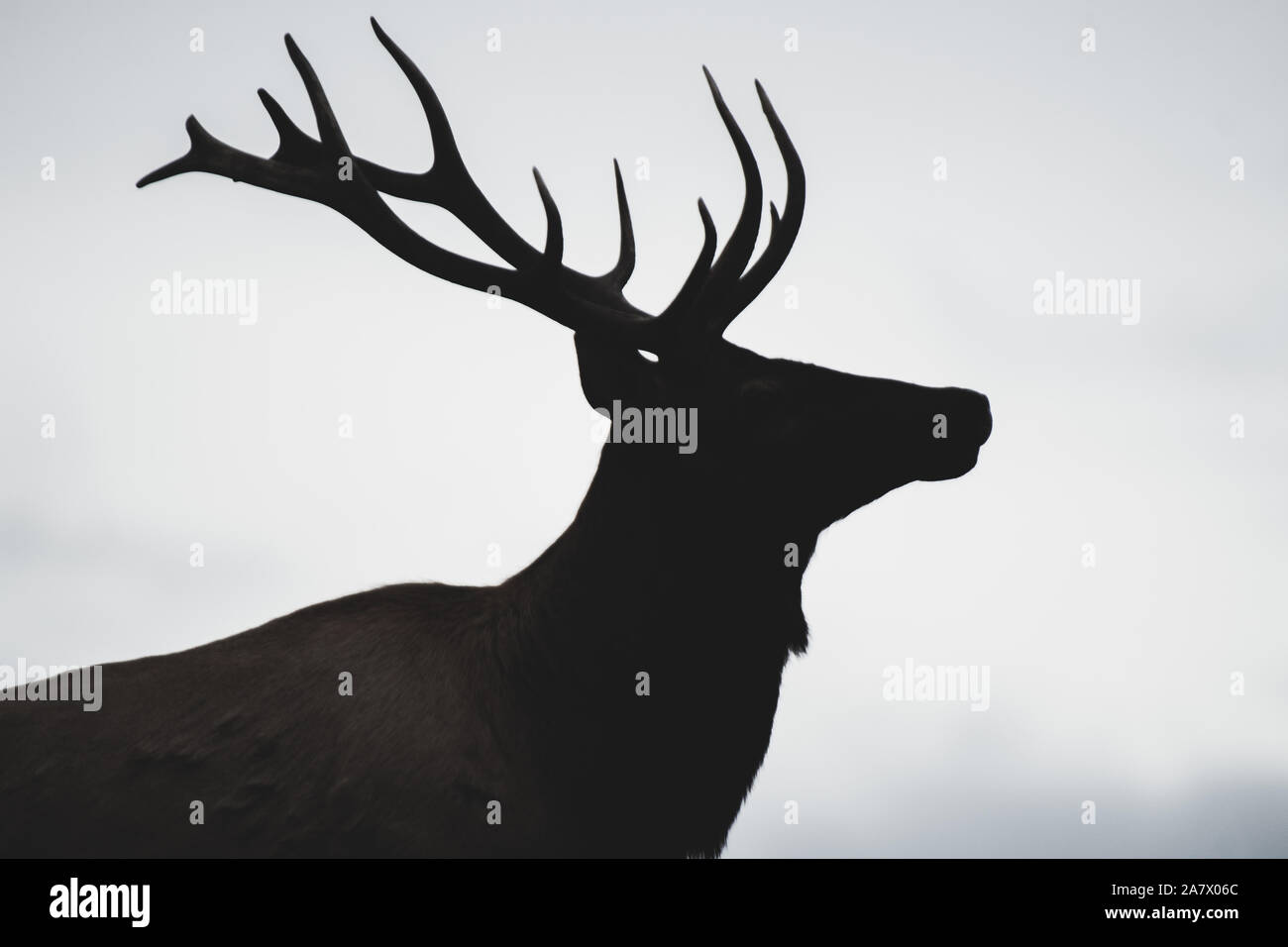 Silhouette of a young elk bull (cervus canadensis), Yukon Territory, Canada Stock Photo