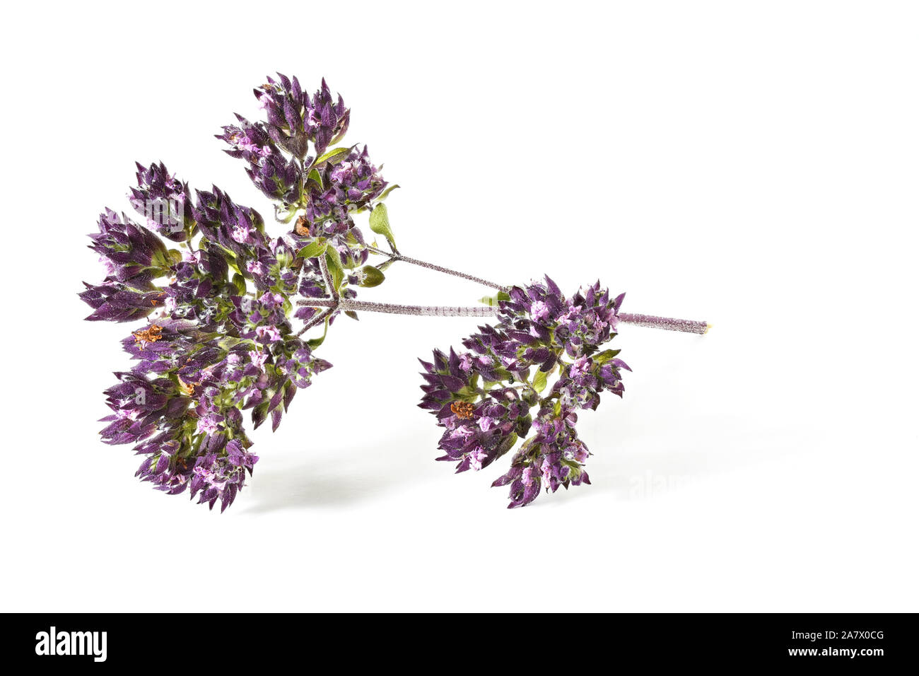 Dried Marjoram Flowers