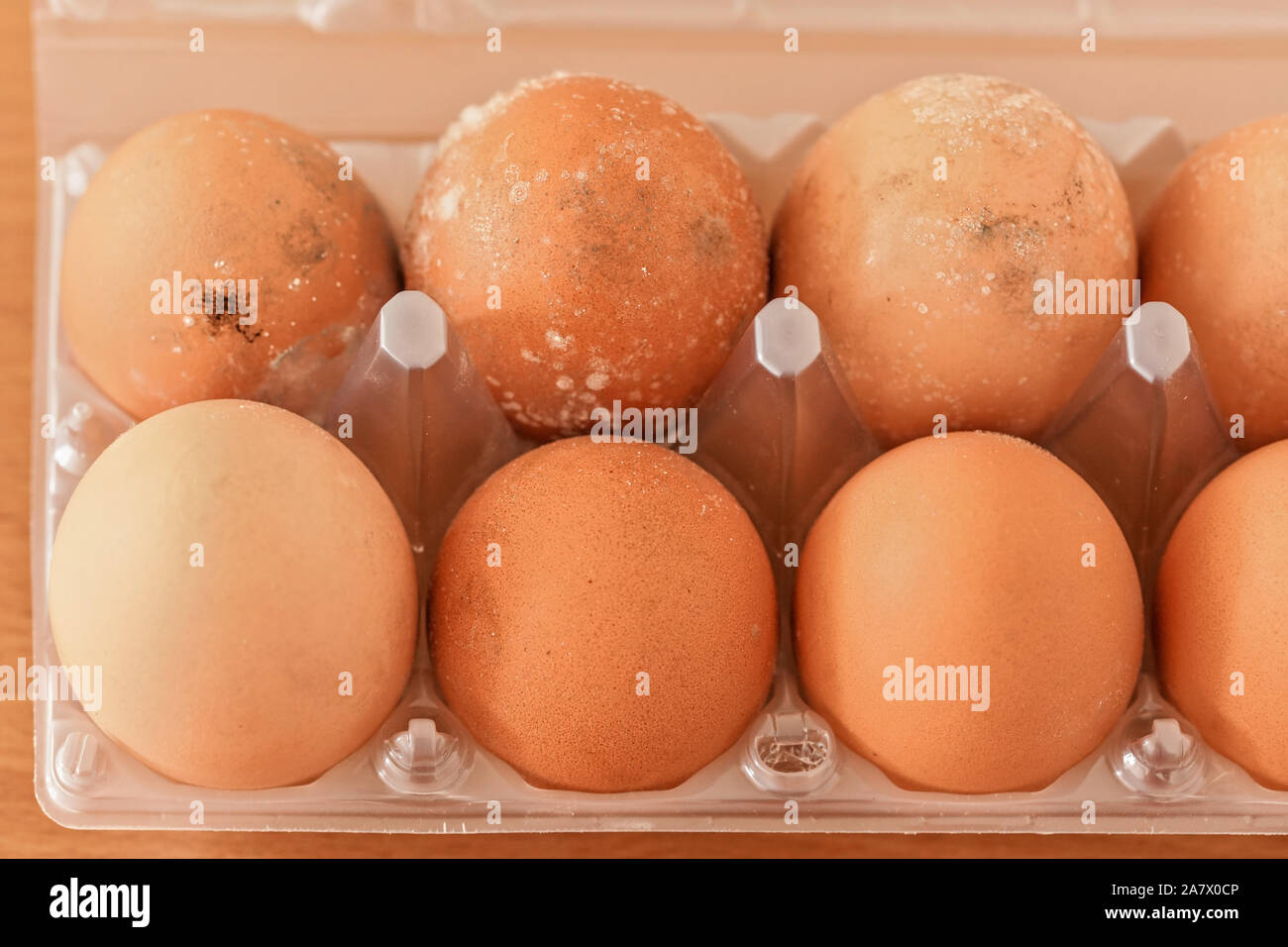 Mildew growing on eggs stored improperly in wet fridge for long time