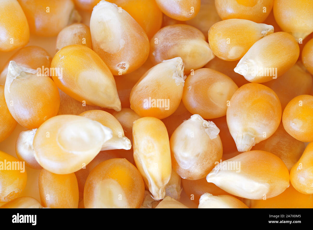 Yellow unpopped popcorn corn kernels, closeup detail photo Stock Photo