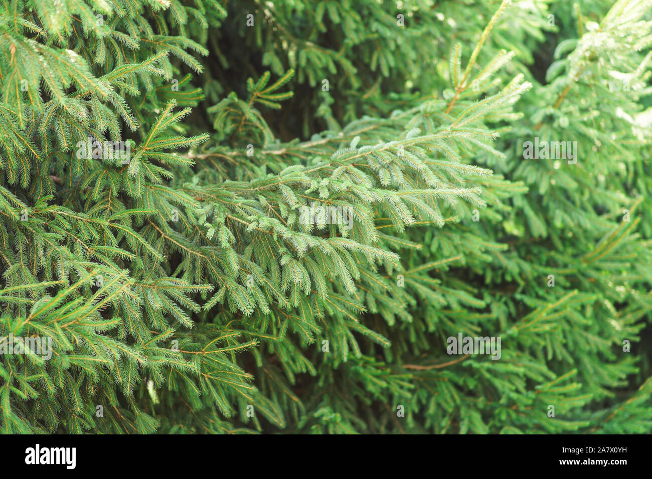 Few twigs young tree hi-res stock photography and images - Alamy