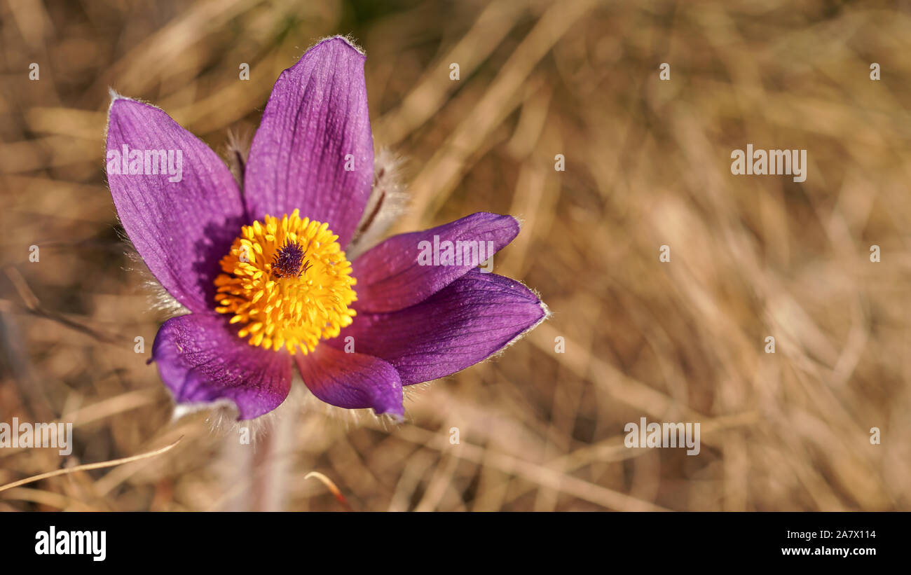 Purple greater pasque flower with yellow center - Pulsatilla grandis - growing in dry grass, close up detail Stock Photo