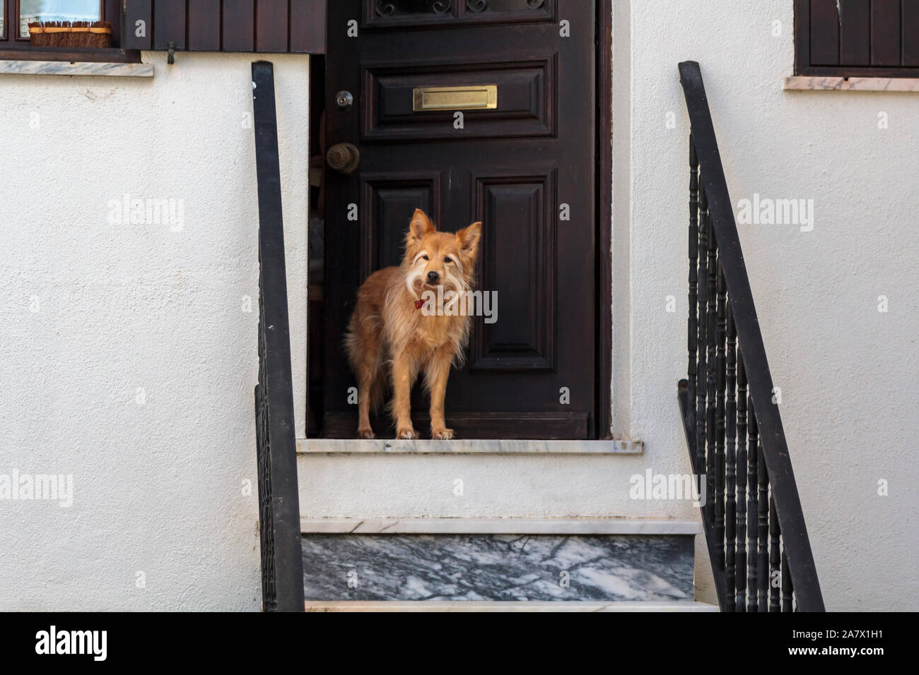 Dog guarding the house door Stock Photo Alamy