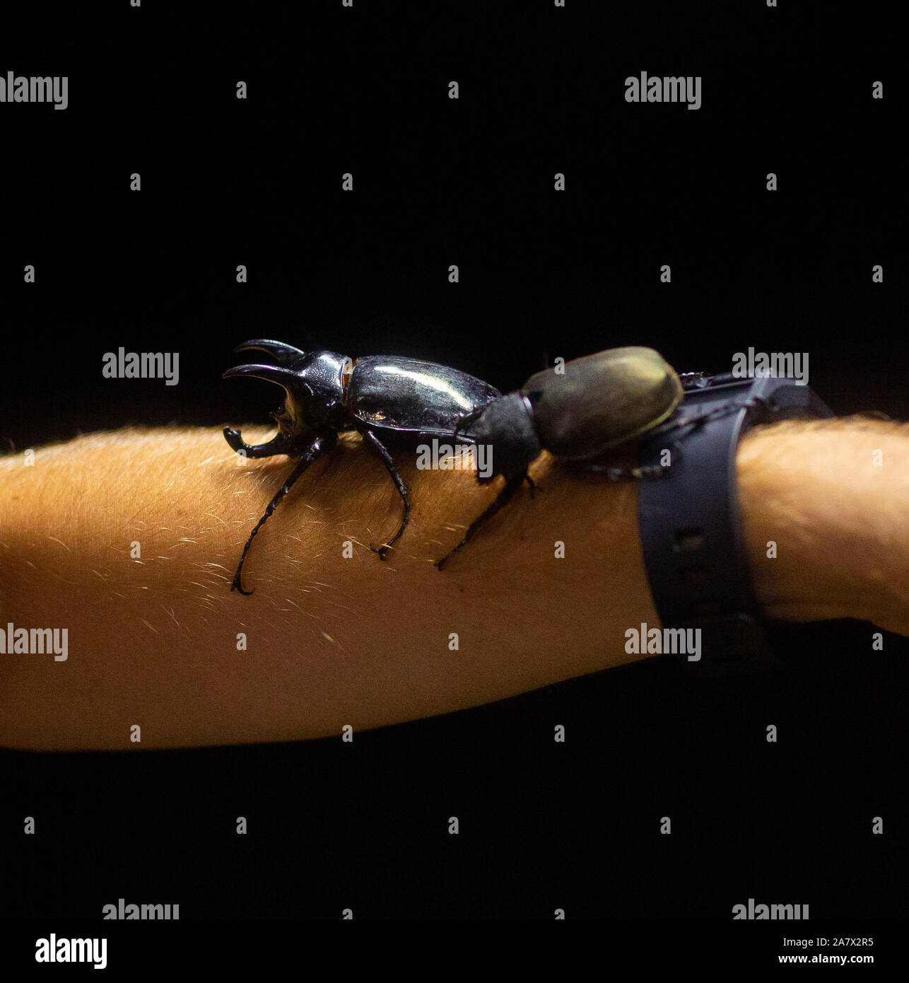 Giant black Bugs on the mans hand in the light of the lamp Stock Photo ...