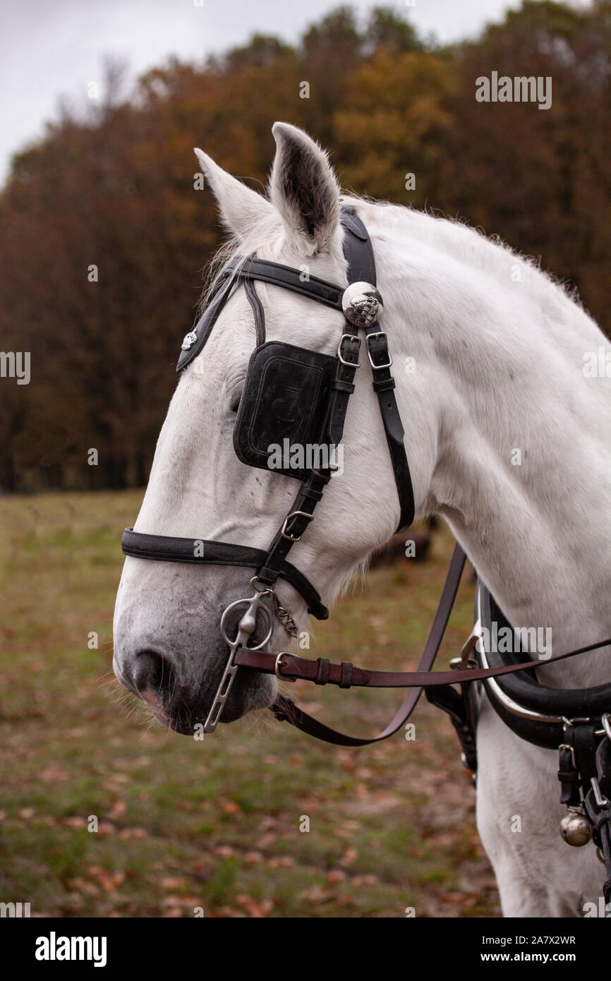 Head of a white horse with blinkers. Close up image Stock Photo