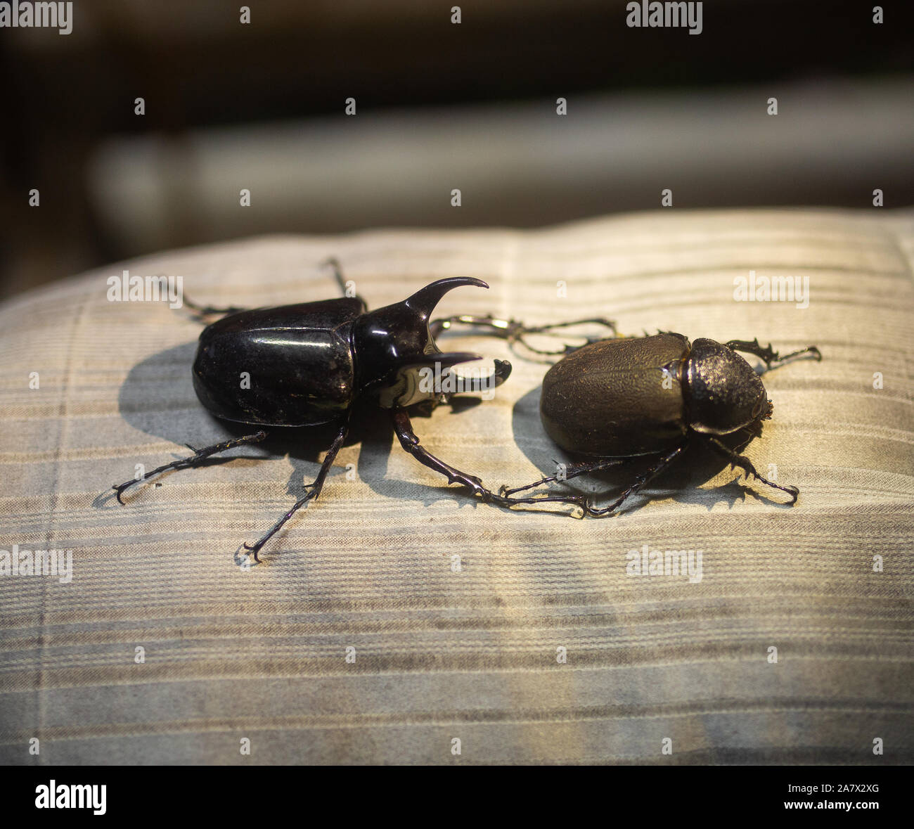 Giant black Bugs on the pillow in the light of the lamp Stock Photo Alamy
