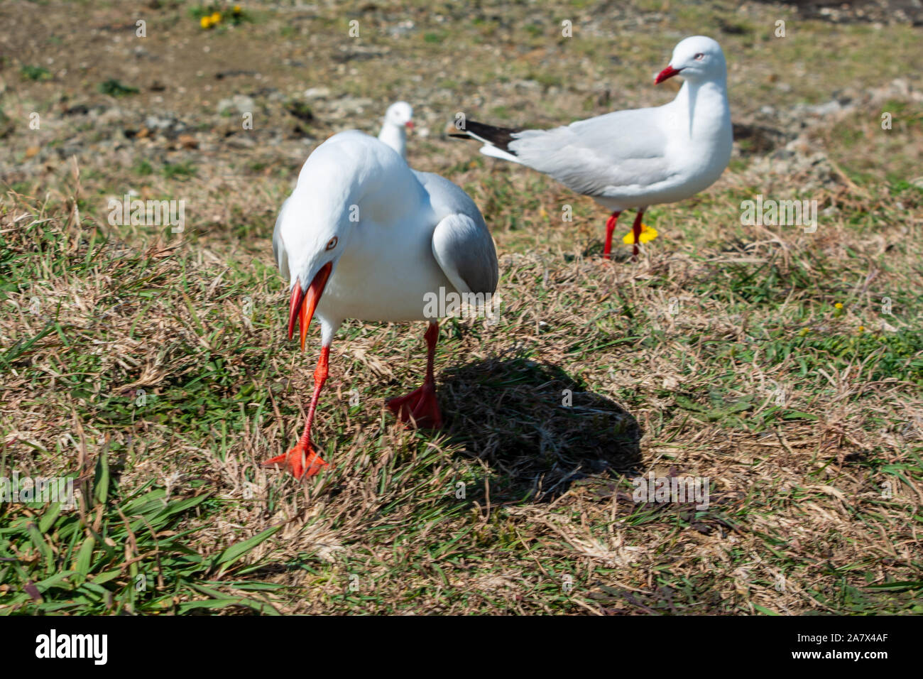 Australian Birds, Silver Gulls. A cranky seagull running along the grass, screeching loudly defending its space while its passive mate looks on. Stock Photo