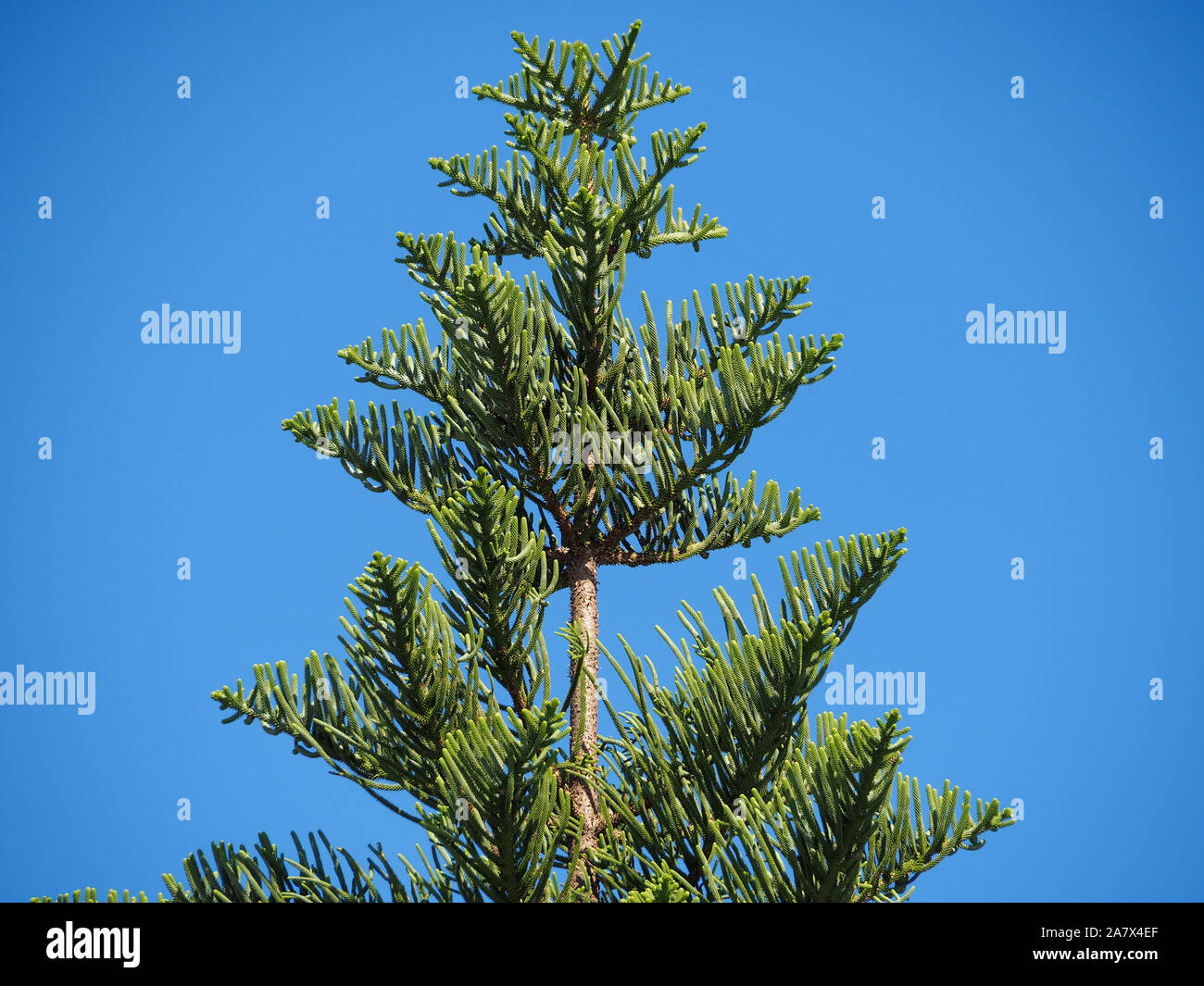 Top Of A Norfolk Pine Tree Stock Photo Alamy