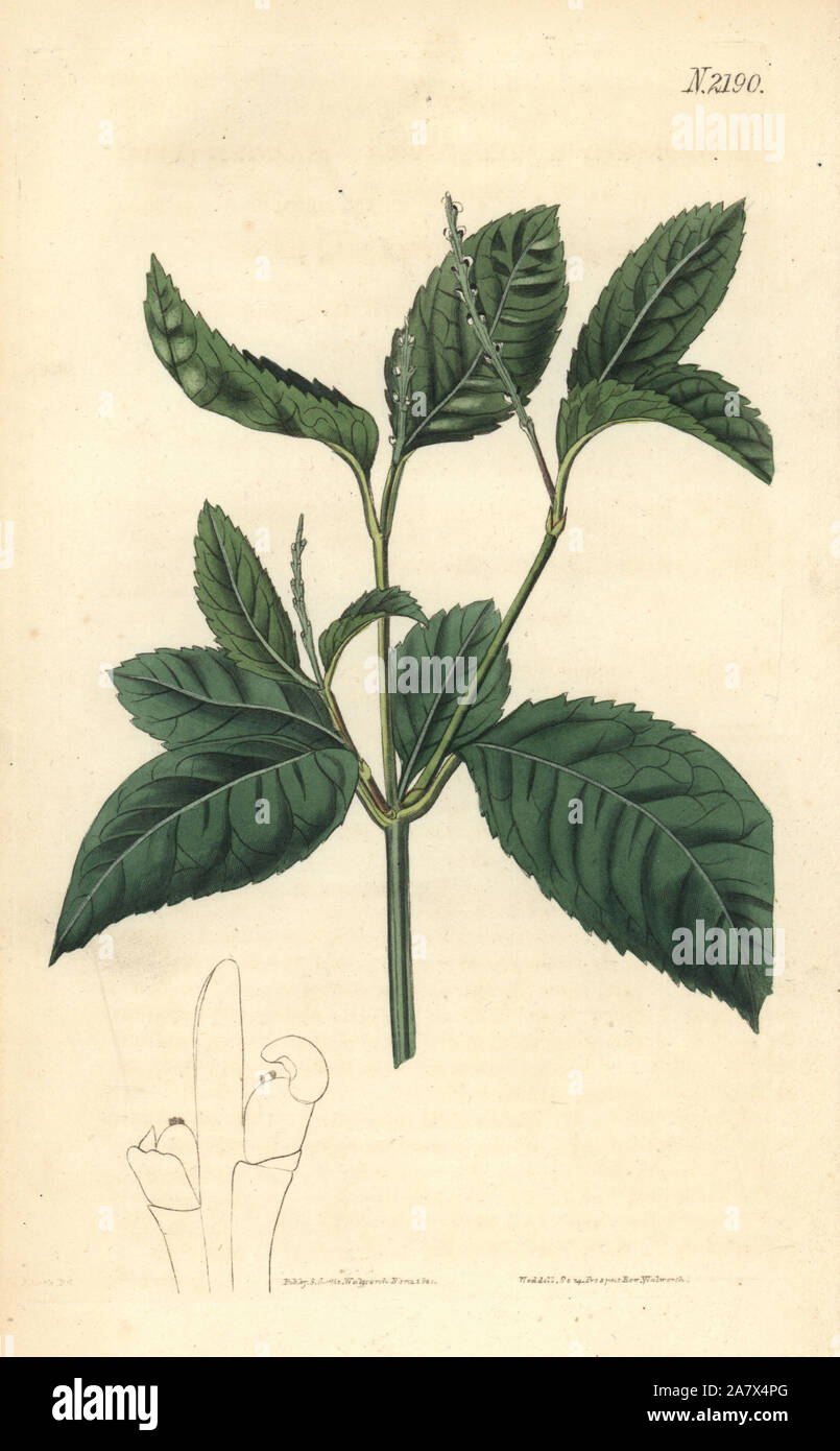 Chu-lan or one spiked chloranthus, Chloranthus monostachys ...